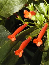 Gesneria Cardinalis
